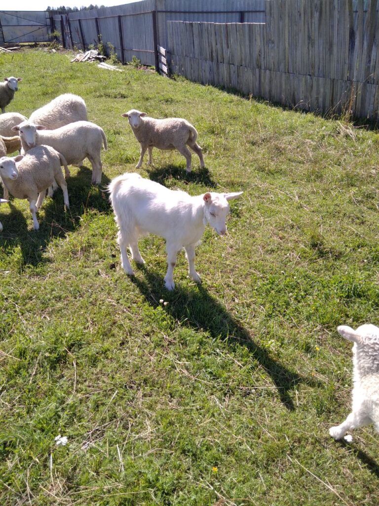 Агроусадьба РУБЛЕВКА со своим озером